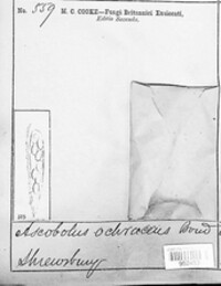 Coprotus ochraceus image